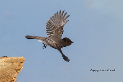 Black-Phoebe;Sayornis-nigricans;action;active;aloft;behavior;birds;Black-Phoebe;